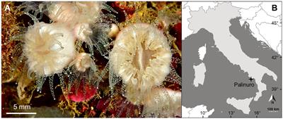 Sexual reproduction and biometry of the non-zooxanthellate papillose cup coral Paracyathus pulchellus